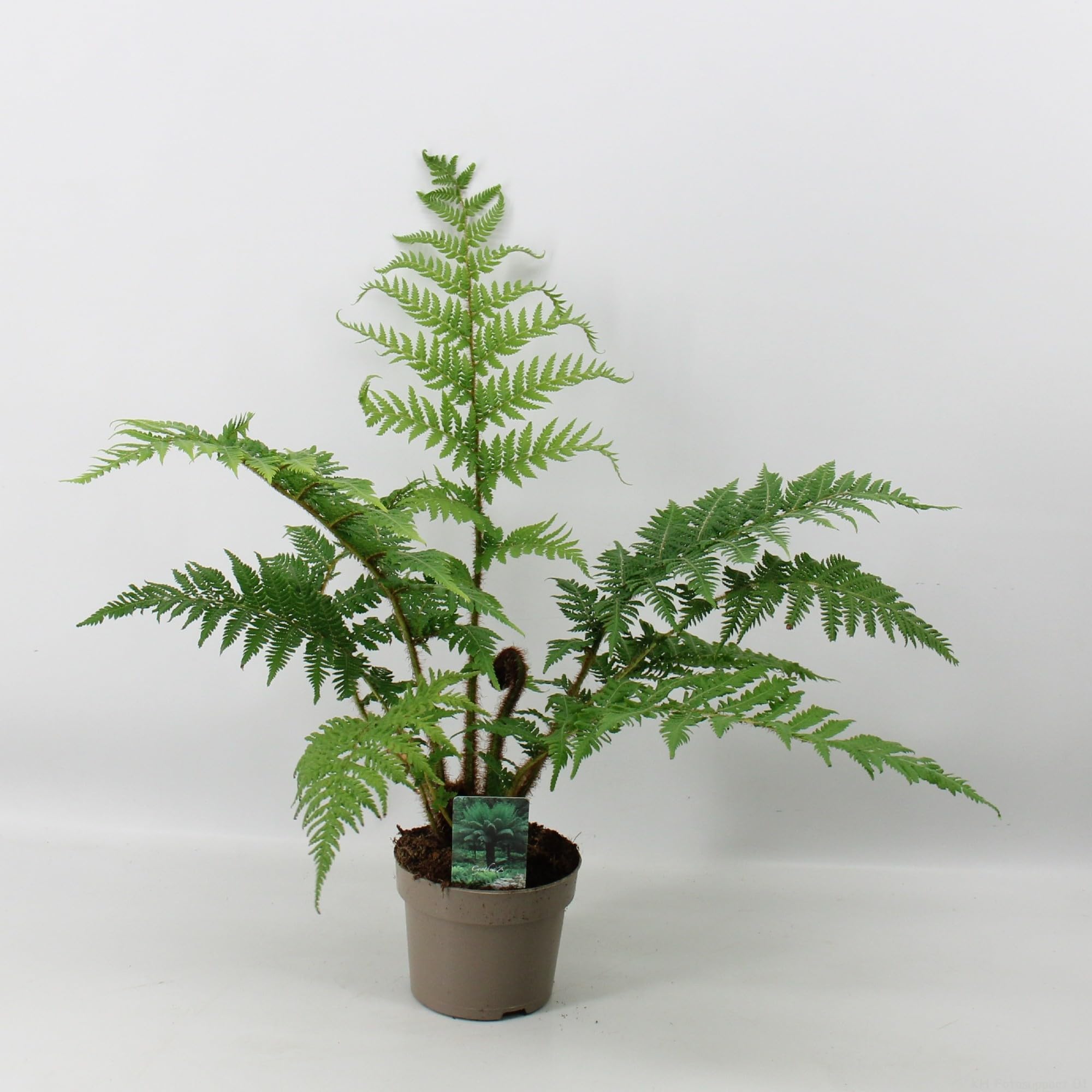Cyathea australis paproć drzewiasta ok. 40 cm – Australijska paproć drzewiasta w doniczce – Szybko rosnąca, egzotyczna i duża paproć – Wiecznie zielona roślina ozdobna do ogrodu, tarasu i oranżerii