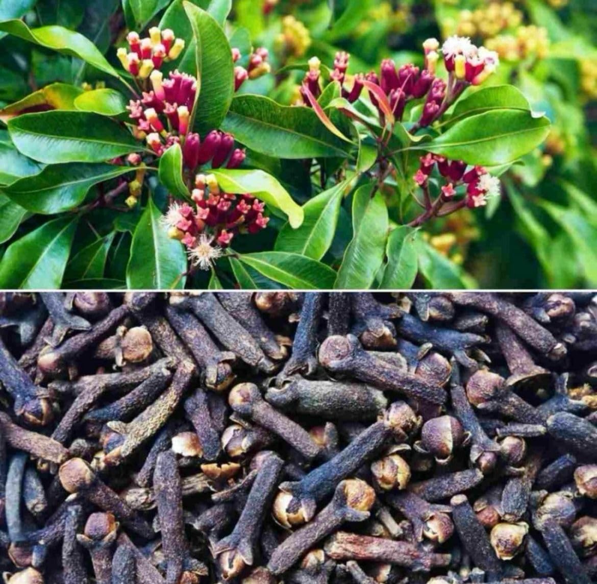 GREENZILLA Clove plant, Lavang, Laung (Syzygium aromaticum) 1 Healthy Live Plant in Grow Bag (B0CSSZ9XQD) Amazon Price History, Amazon Price Tracker