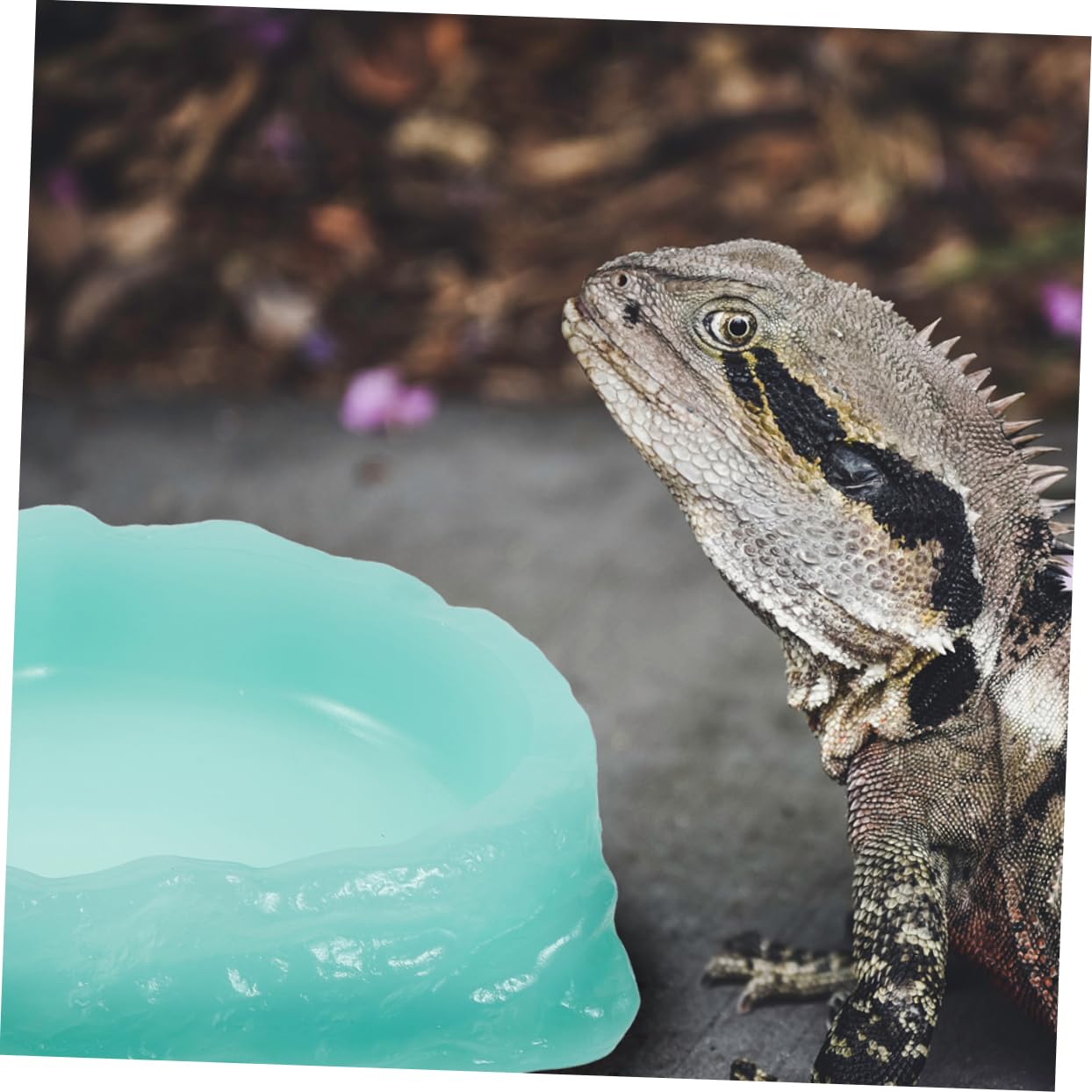Milisten 2pezzi Ciotole per Rettili Ciotole per Notturne per Lucertole e Tartarughe Lavabili e Pratiche per Alimentazione Reptile