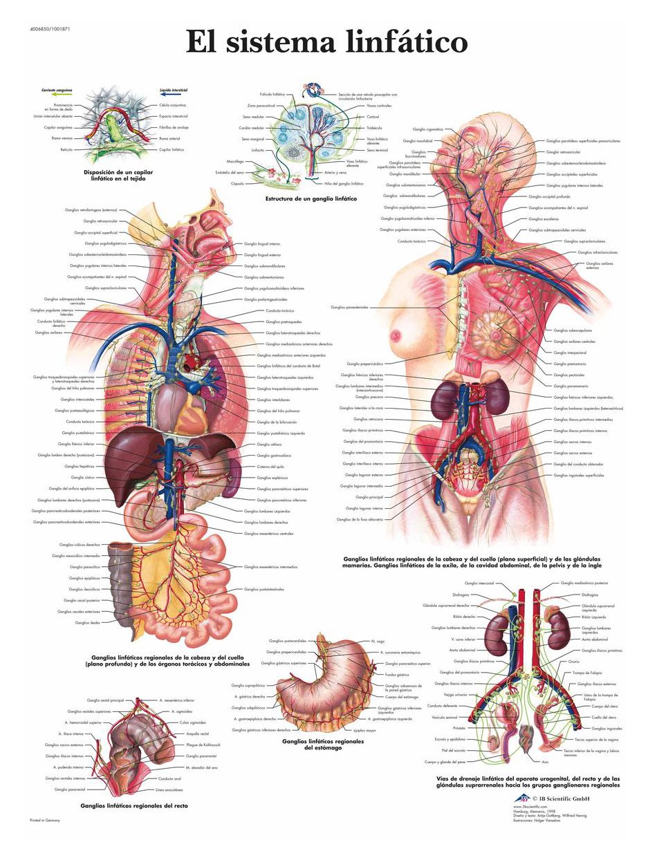 3B Scientific VR3392L Lymphatic System Anatomical Poster