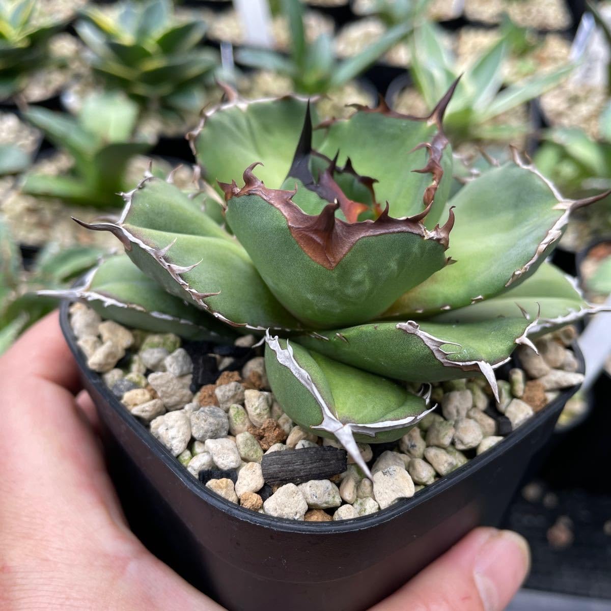 Amazon.co.jp: アガベ チタノタ バトルアクス 'Battleaxe' : おもちゃ