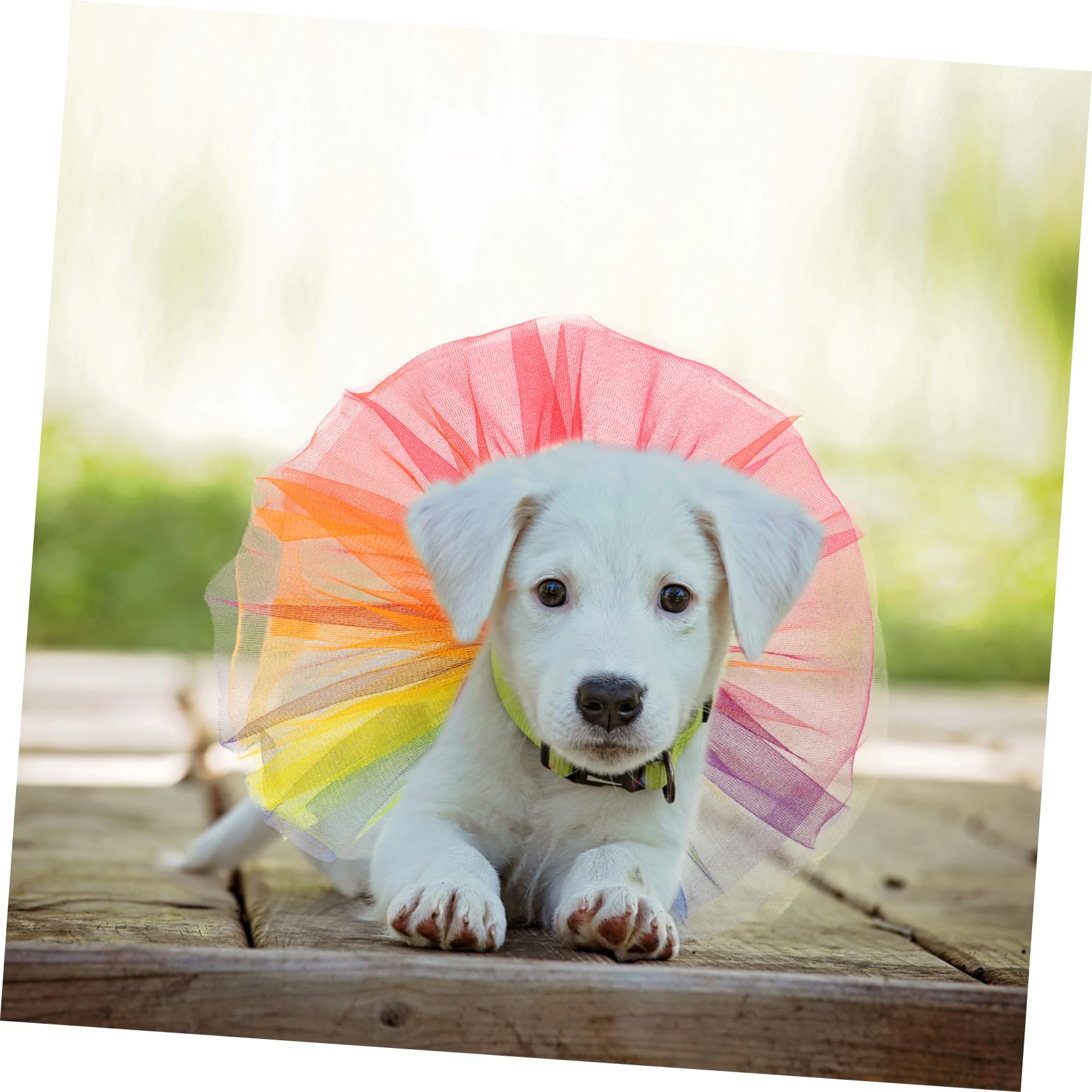 Gonna Tutù Colorata Per Cani - Costume Carino Per Feste E Compleanni - Foto 6