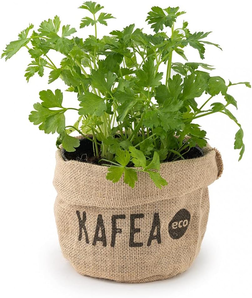 Kit AutoCultivo de perejil Ecológico - puedes tener un huerto en casa - la maceta esta hecha con capsulas de café recicladas y el sustrato de los poso de café - producto 100% NACIONAL