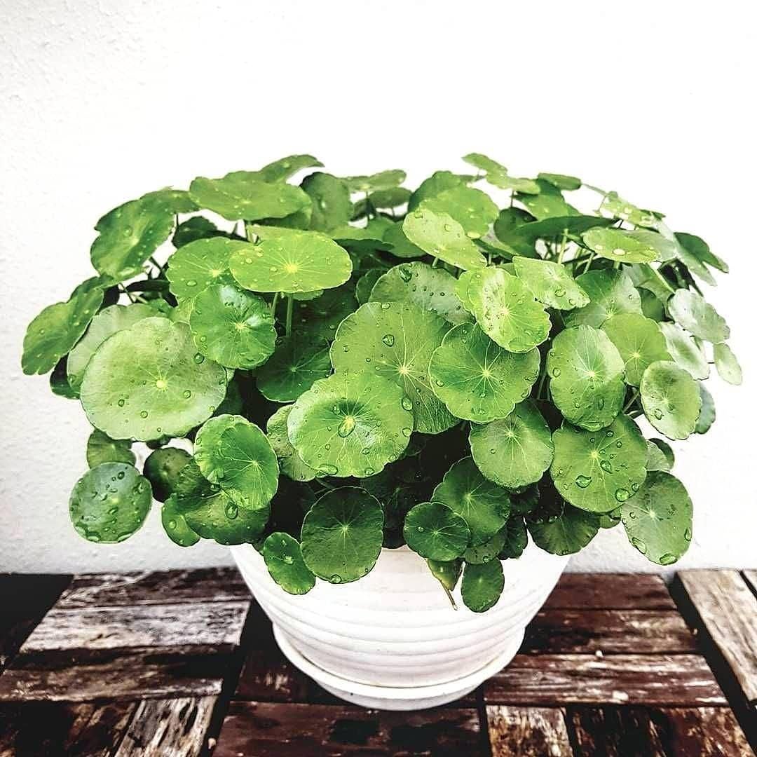 MANISHAS DAFFODILS Raindrop Chinese Money Plant, Coin Plant, Radiator Plants, Peperomias Home Garden Indoor Decoration (1 Healthy Live Plant In Grow-Bag). (B0CDHLDC9Q) Amazon Price History, Amazon Price Tracker