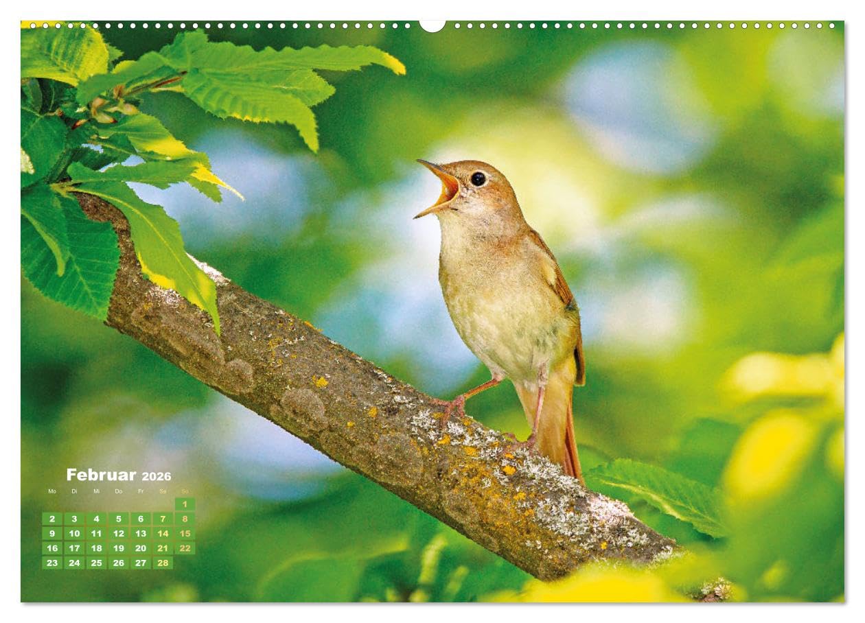 Amsel, Fink und Star: Heimische Vögel (hochwertiger Premium Wandkalender 2026 DIN A2 quer), Kunstdruck in Hochglanz: So vielfältig ist die heimische Vogelwelt (CALVENDO Tiere)
