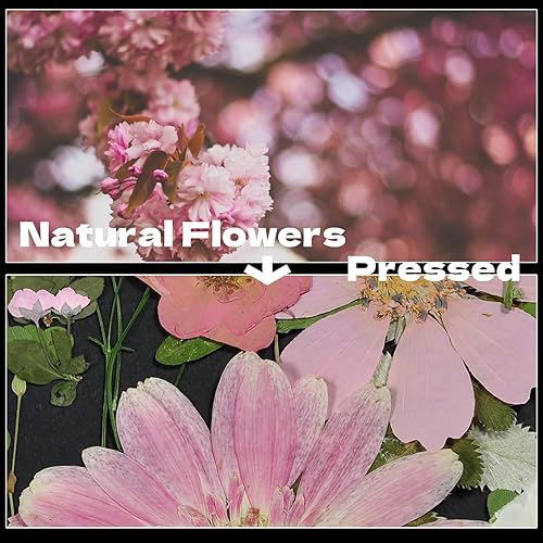 Miniatura 3 de CONVELIFE Flores secas prensadas rosadas, flores reales de la naturaleza con pinzas, flores prensadas para resina, joyería DIY, vela, jarrón,