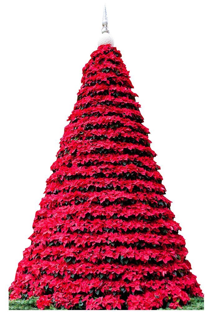 Buy Poinsettia Christmas Tree Life Size Cardboard Cutout SC2025 Online