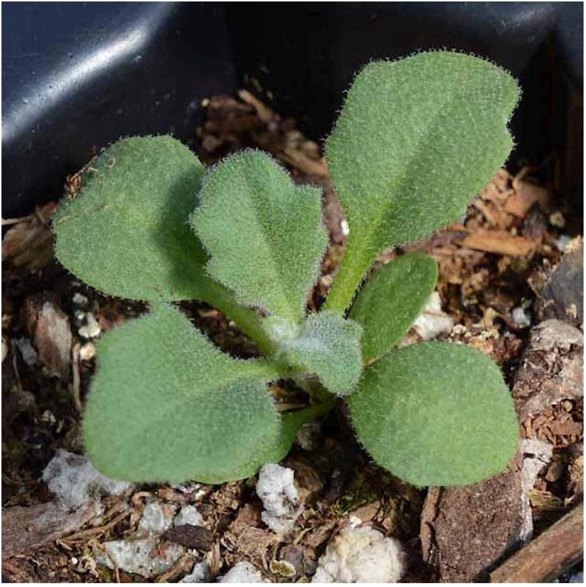Everwilde Farms - 1/4 Lb Rockcress Native Wildflower Seeds - Gold Vault