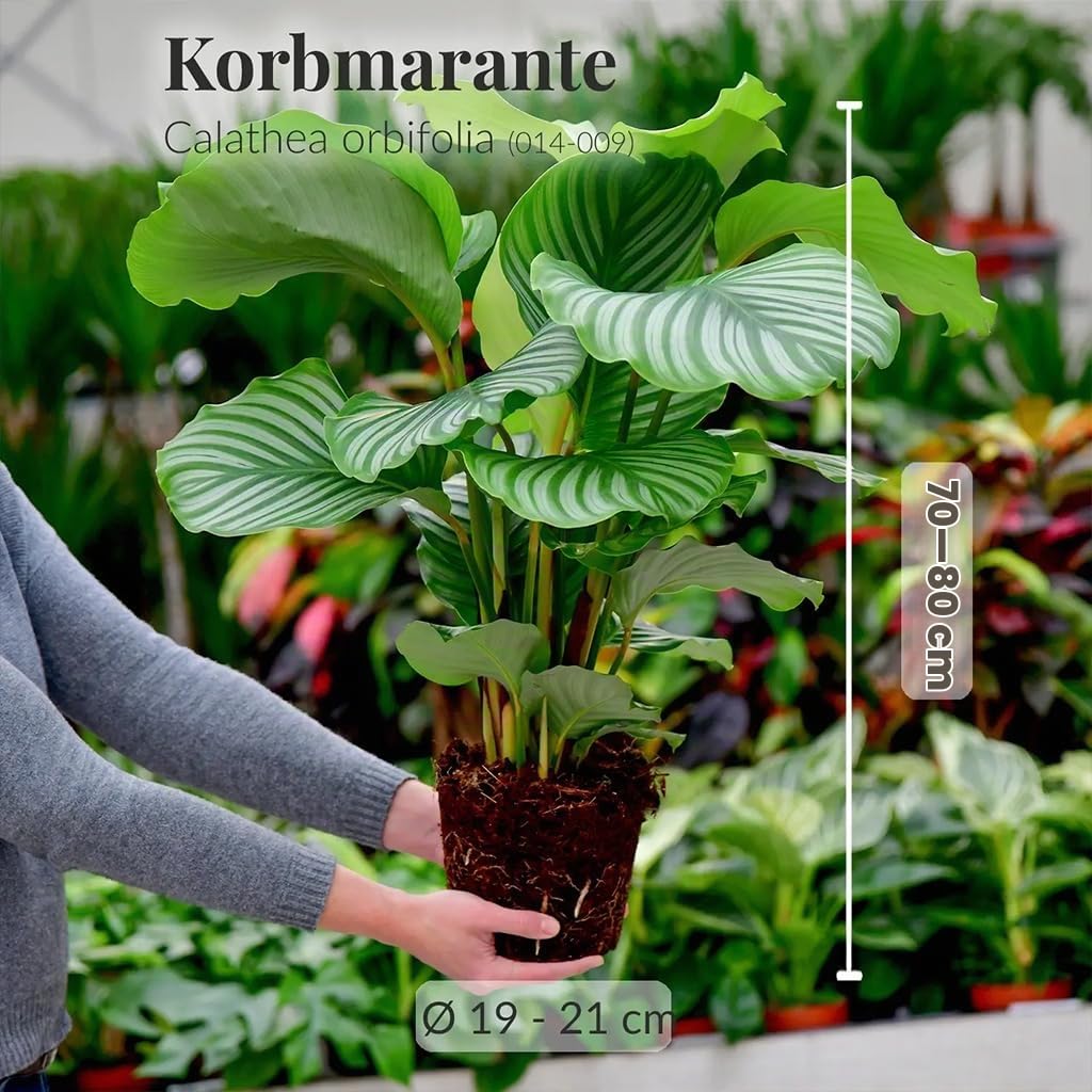 Zimmerpflanze Calathea Orbifolia No.19 | 70–80 cm hoch im 19 cm Topf | ungiftig für Katzen & Hunde | gestreifte Blätter | luftreinigende Pflanze für Wohnzimmer & Büro | Green Me Up