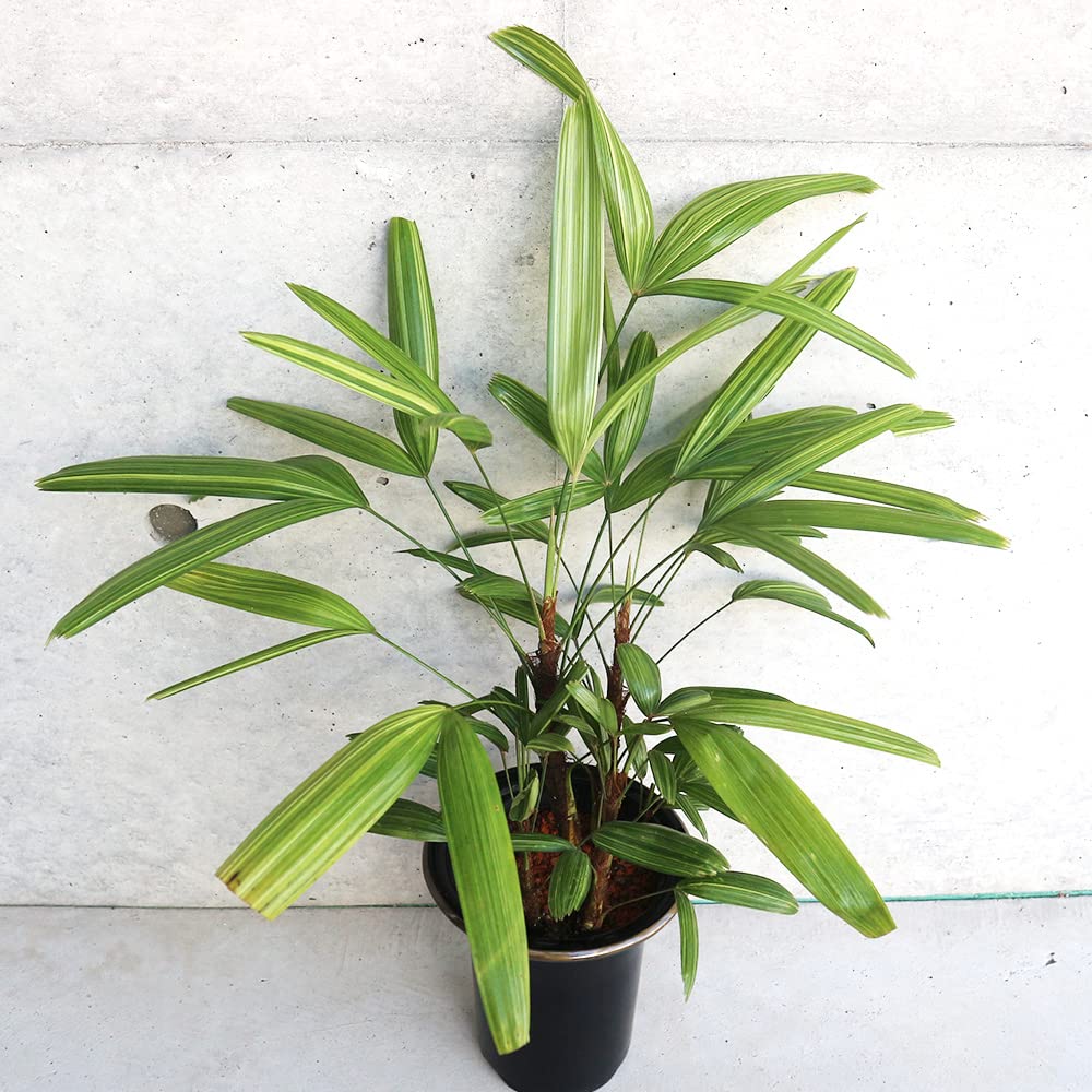 Amazon｜観音竹(カンノンチク) 綾錦 5号鉢【品種で選べる観葉植物