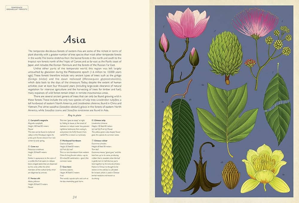 アート・デザイン・音楽 PHYSIOGNOMIA ARBORUM アート・デザイン・音楽 PHYSIOGNOMIA ARBORUM アート・デザイン