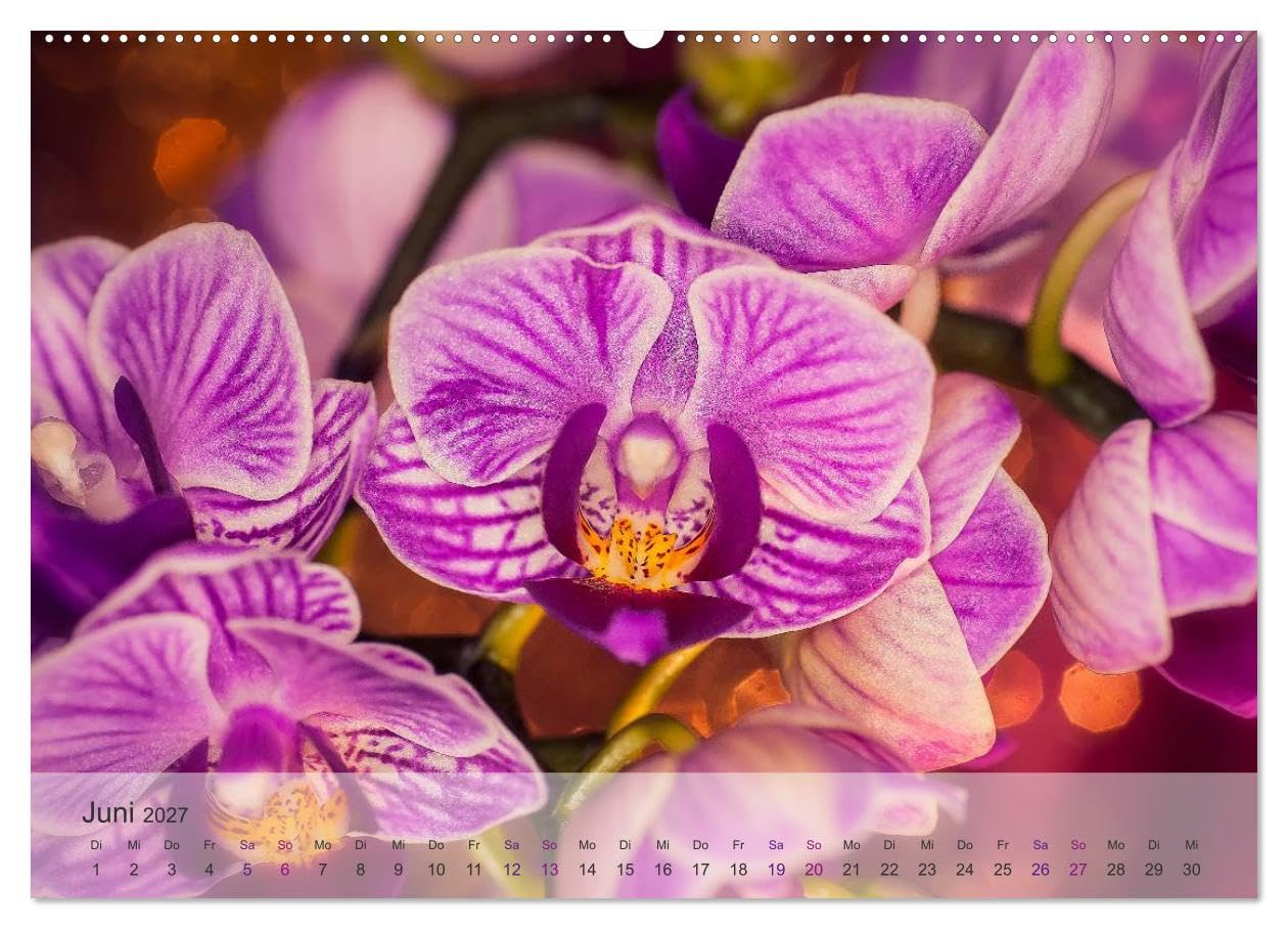 CALVENDO - Phalaenopsis - die zauberhafte Welt der Orchideen (Wandkalender 2027 DIN A2 quer), Monatskalender: Eine kleine zauberhafte Auswahl meiner Orchideen-Familie.