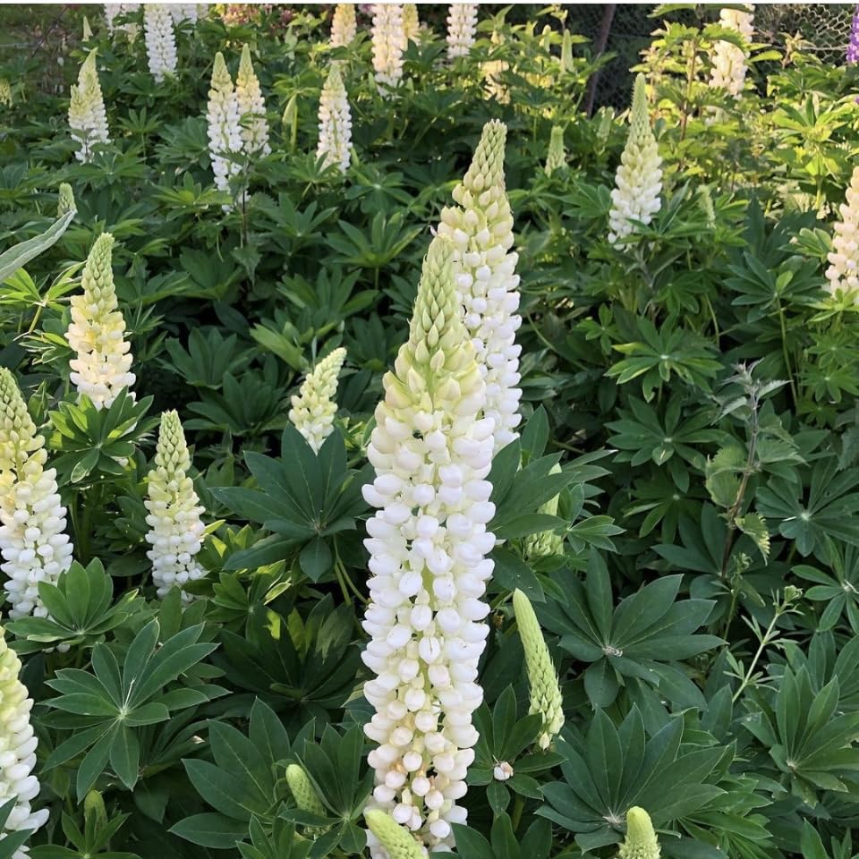 Lupin Noble Maiden, White, Plug Plant, Cottage Garden, Cut Flowers, Wildlife Friendly (3)