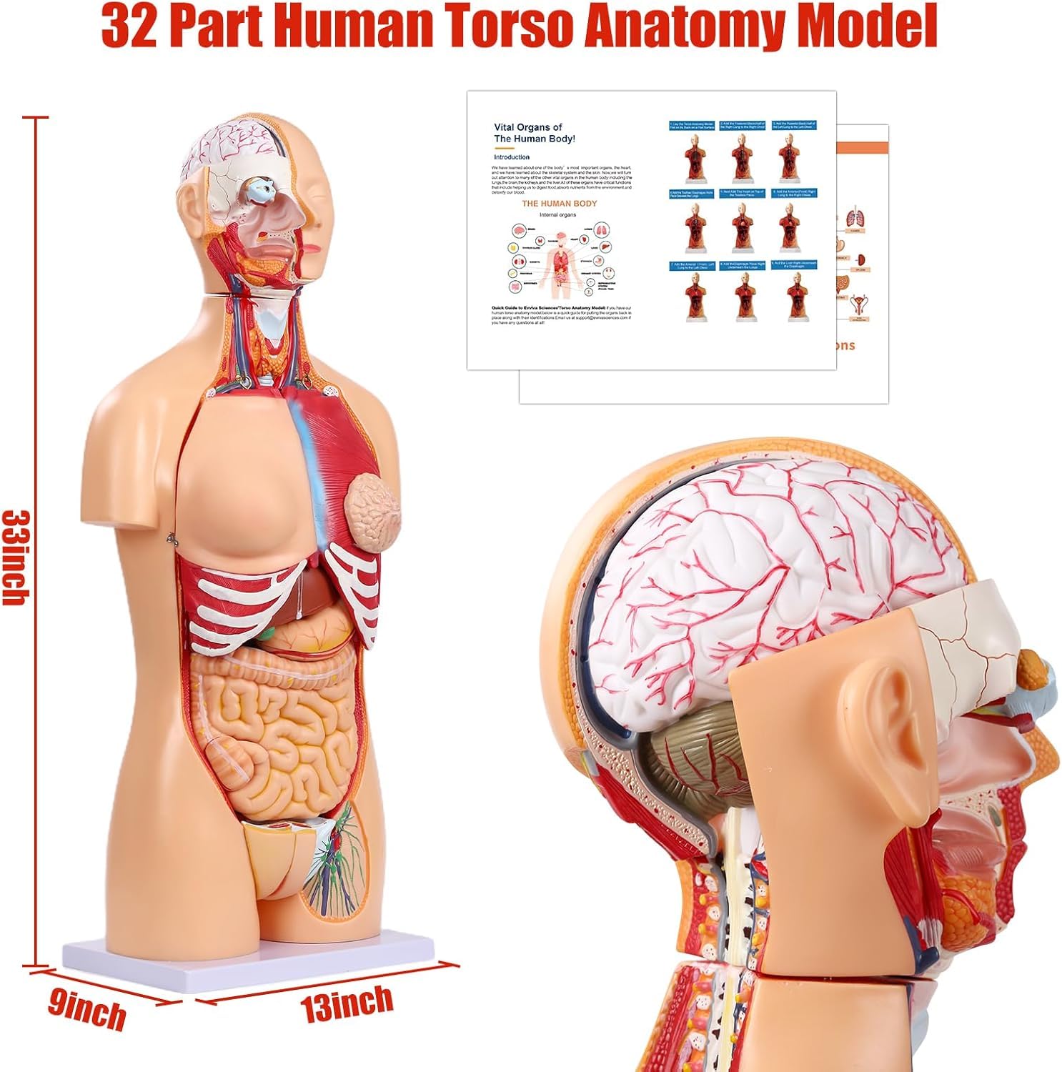 Modello di Anatomia del Busto Umano da 85 cm Modello di Torso a grandezza Naturale in 32 Parti con Testa del Cuore Teschio Cervello Modello di Strati muscolari viscerali