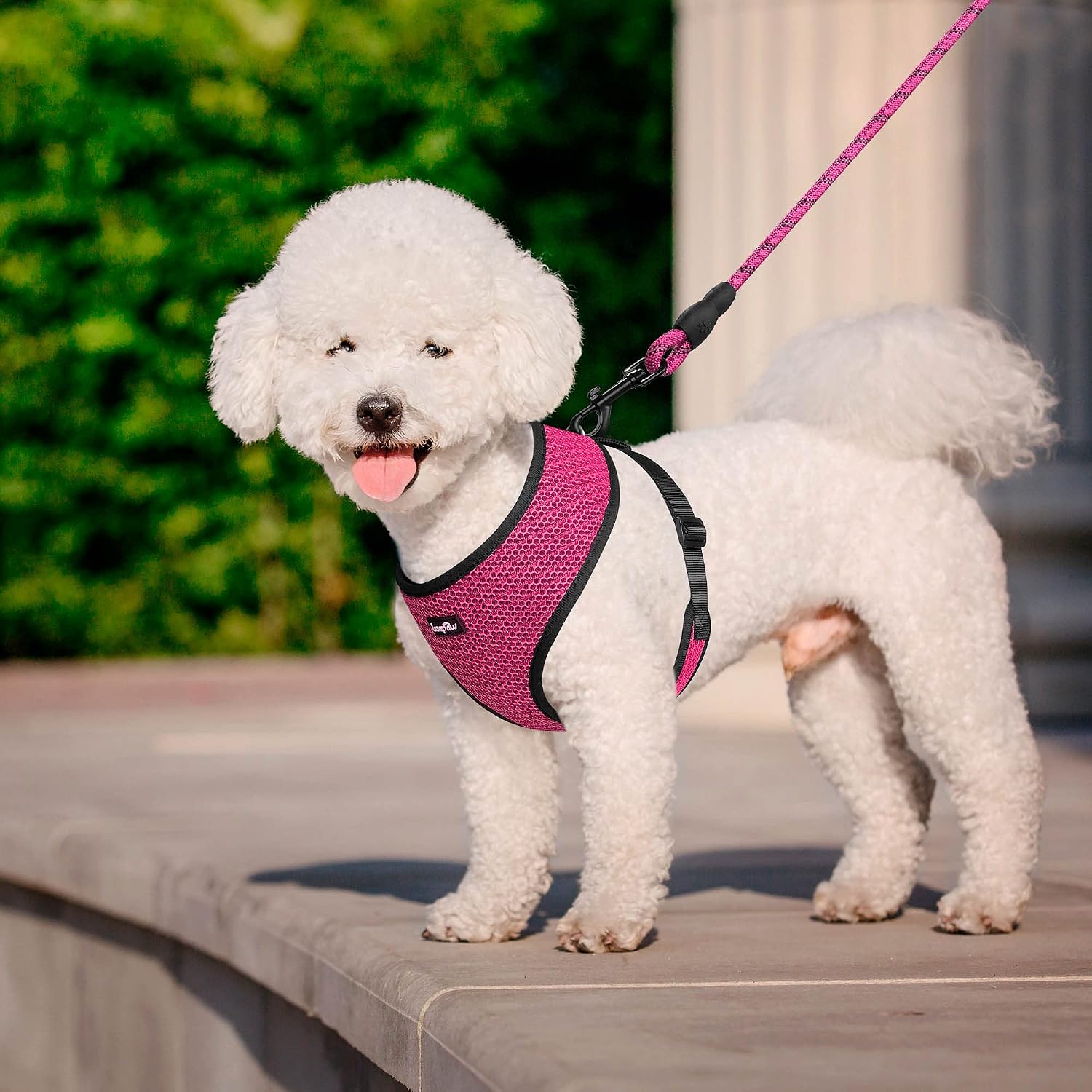 haapaw No Pull Dog Harness Double-Layer Mesh Soft Breathable Adjustable Puppy Dog Harnesses for Small Medium Dogs