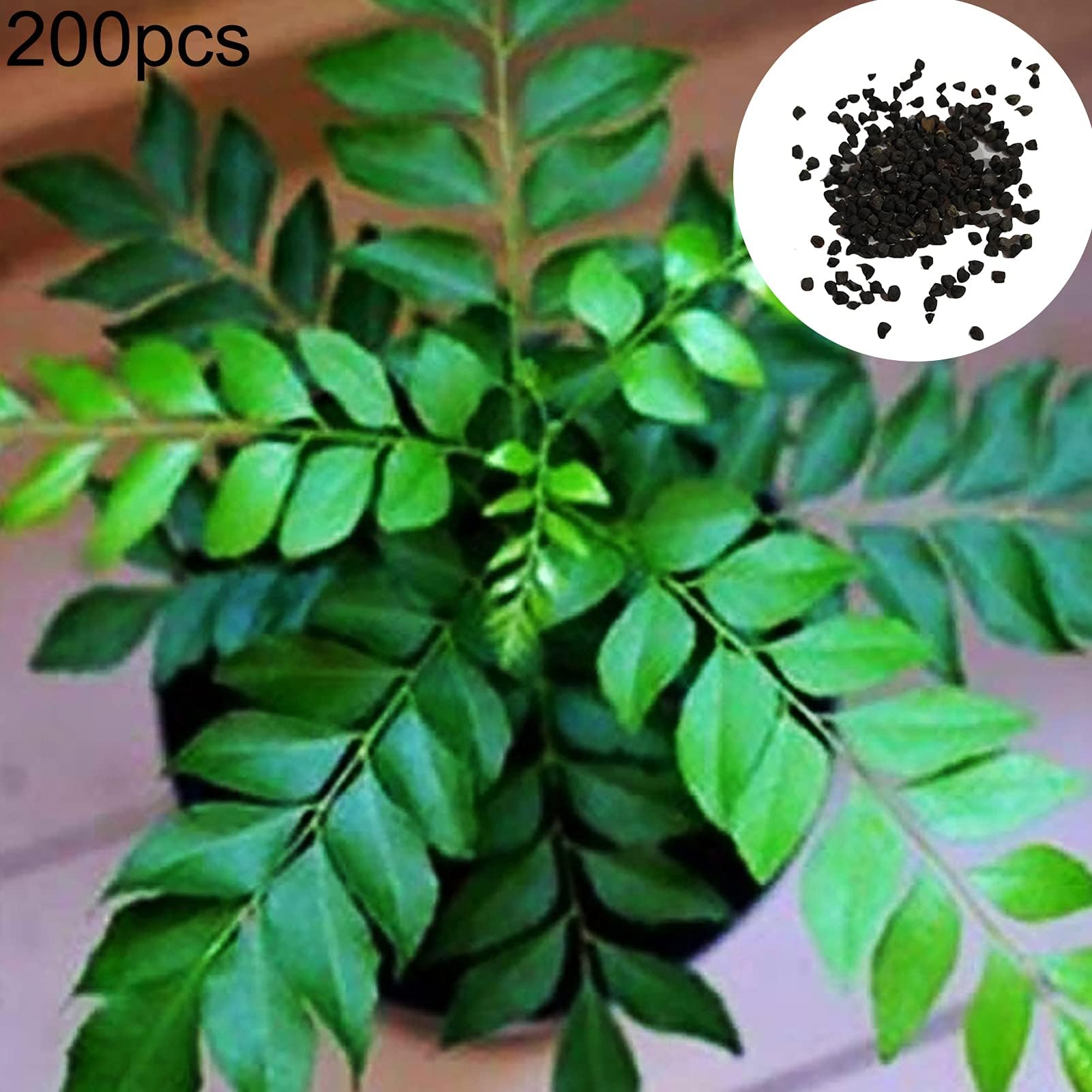 200Pcs/Bag Curry Seeds Easy to Store Nutritious Fresh Excellent Production Plant Seeds for Gardens Curry Seeds