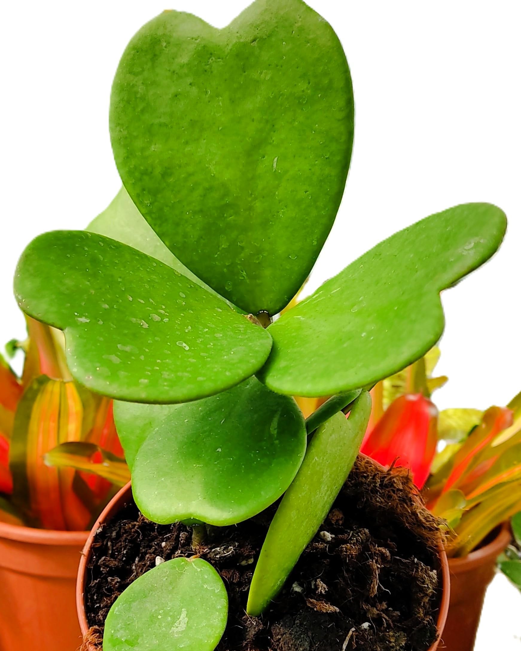 Hoya kerrii [enredadera] (planta corazón enredadera); planta trepadora con hojas carnosas acorazonadas; Curiosarium; diámetro maceta 12 cm, altura 10-15 cm, diámetro 15-20 cm