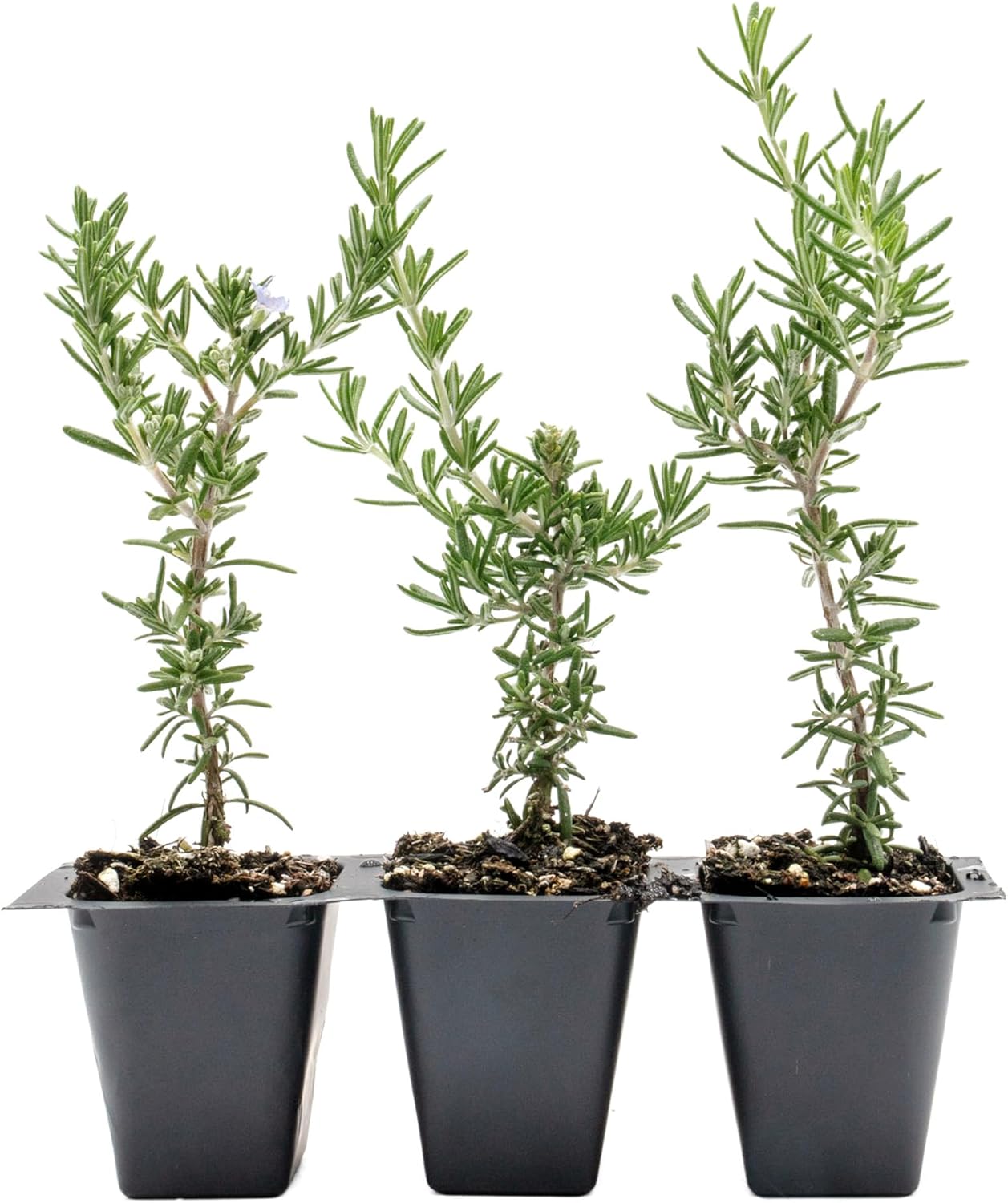 3 Creeping Rosemary in 2.5” Nursery Cubes (Rosmarinus officinalis ‘Prostratus’) | Evergreen Aromatic Groundcover Herb for Rock Gardens, Walls & Containers | Ready-to-Plant Live Starter Plants