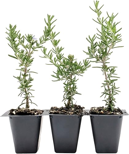 3 romero rastrero en cubos de vivero de 2.5 pulgadas (Rosmarinus officinalis 'Prostratus')  Hierba aromática de hoja perenne para jardines de rocas,