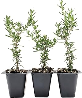 3 Creeping Rosemary in 2.5” Nursery Cubes (Rosmarinus officinalis ‘Prostratus’) | Evergreen Aromatic Groundcover Herb for Rock Gardens, Walls & Containers | Ready-to-Plant Live Starter Plants