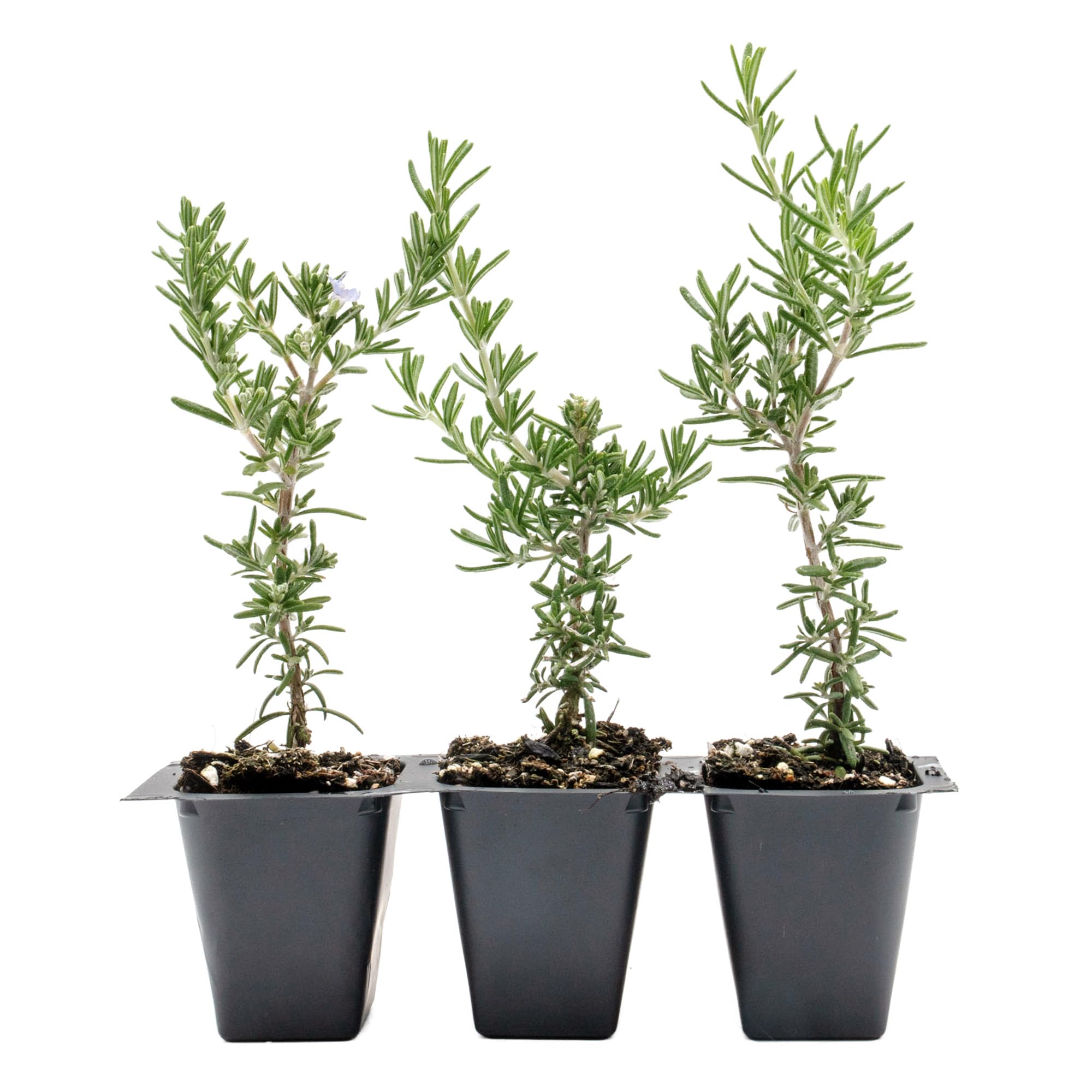 Creeping Rosemary