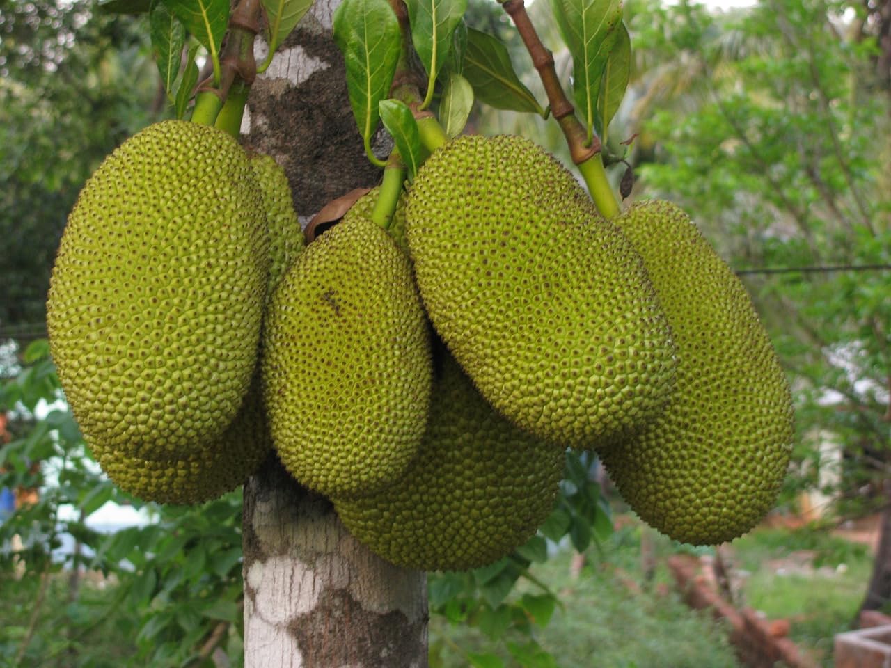 See full amazon price history chart for The Royal Crafty Exotic Jackfruit All Season Thai Variety Grafting Great Taste Fruit1 Healthy Live Sweet Fruit Plant The Royal Crafty Exotic Jackfruit All Season Thai Variety Grafting Great Taste Fruit1 Healthy Live Sweet Fruit Plant (B0CF1Q78TW) Amazon Price History, Amazon Price Tracker