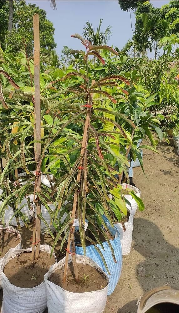 See full amazon price history chart for bhumi amla plant, plant for bhumi amla (Pack of 1) bhumi amla plant, plant for bhumi amla (Pack of 1) (B0CNW3F2ZK) Amazon Price History, Amazon Price Tracker