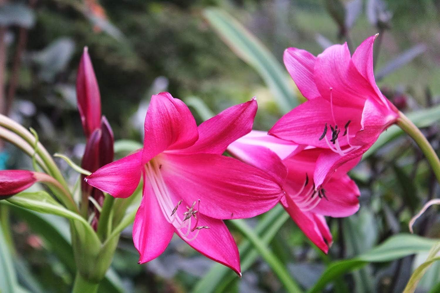 3 Pink Beautiful Lily Bulbs Fresh Flowers，Plant for Garden