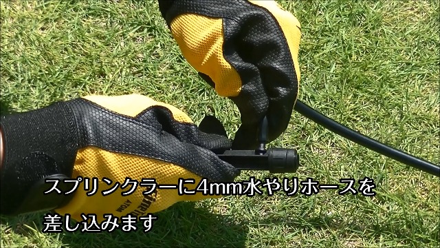 【お得♪@2480】スリラーパール群生（4頭） お得♪@2480】スリラーパール群生（4頭）