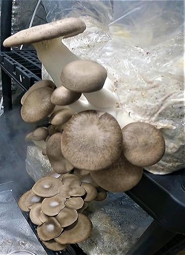 Miniatura 3 de Pellets de cáscara de soja orgánica de 25 libras | Cultivo de hongos | Haz tu propio sustrato | Cultivo de hongos