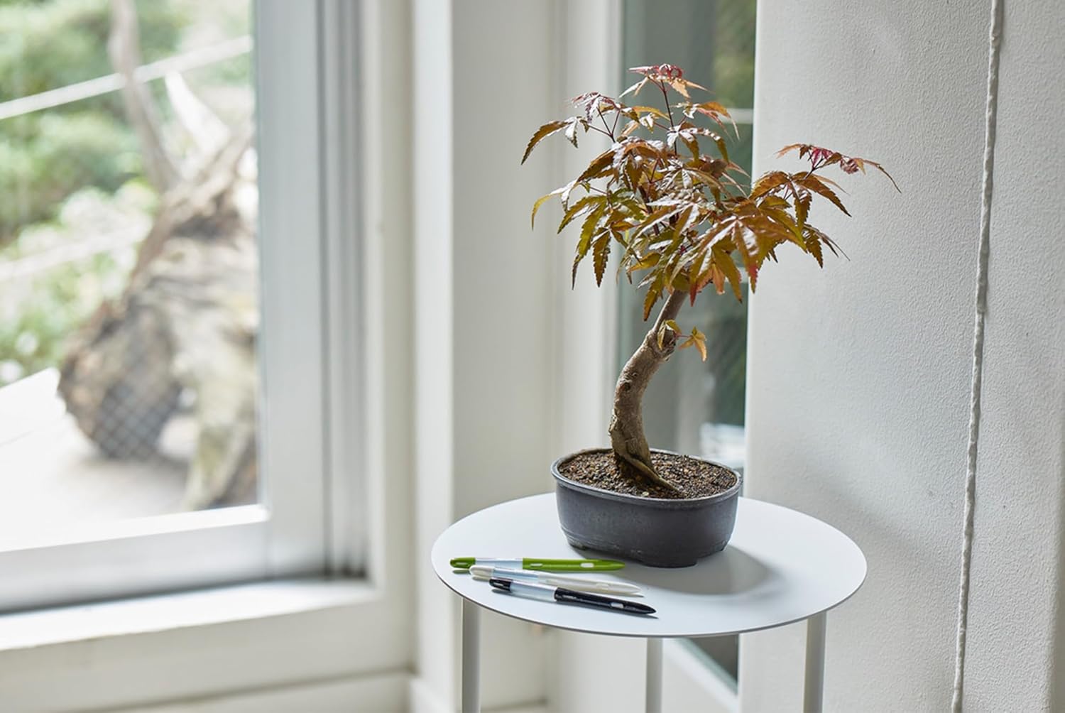 Sustee Aquameter - Small - Black - Bundle of 12 - Leave-in Soil Moisture Meter for Potted Plants - Plant Water Sensor - Refillable