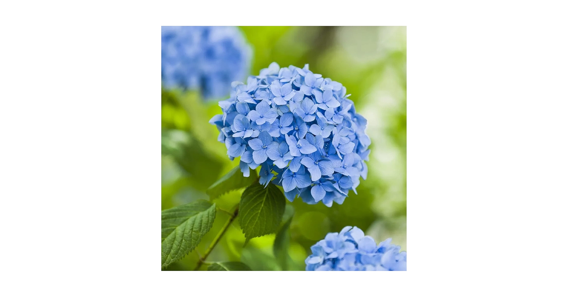 CHUXAY GARDEN 5 Seeds Light Blue Hydrangea Macrophylla
