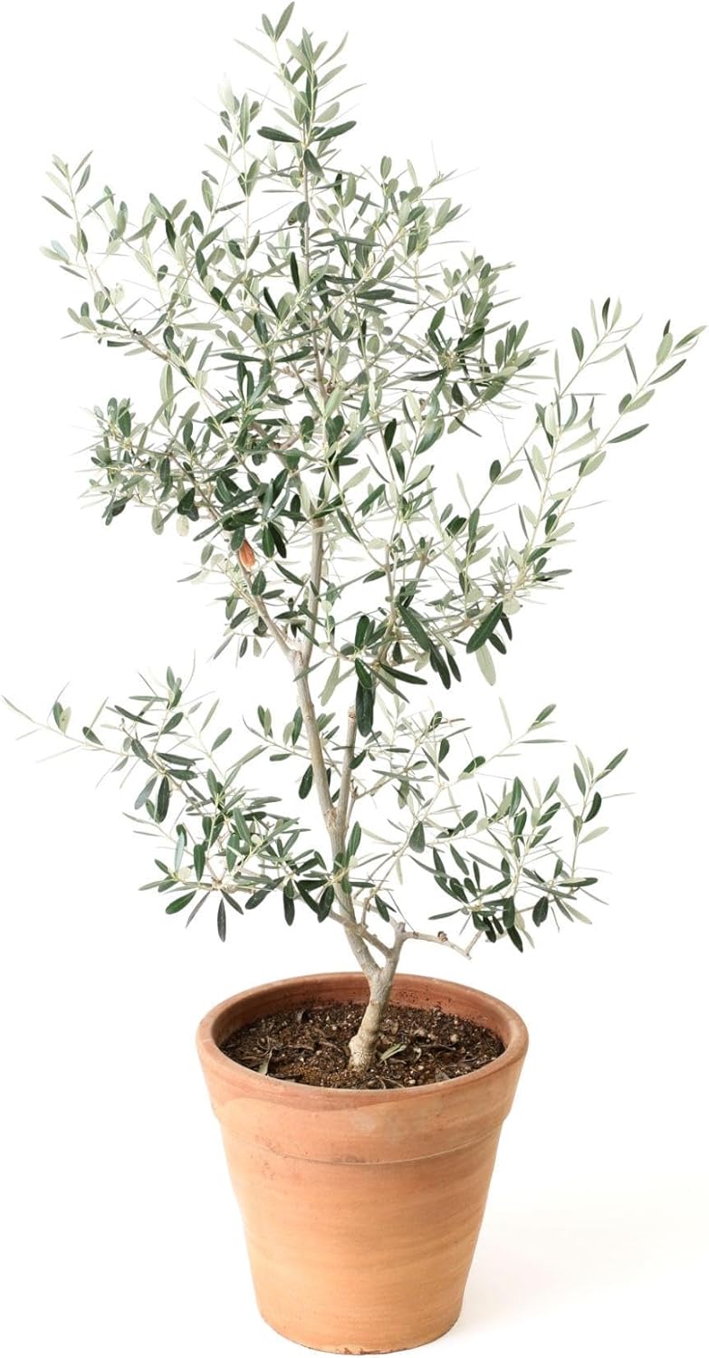 Live Arbequina Olive Tree 1 Gallon Pot Dwarf Fruit Tree for Indoor Outdoor Growing Cold Hardy Self Fertile Container Friendly Zones 7 to 11