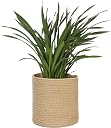plant basket Top2商品