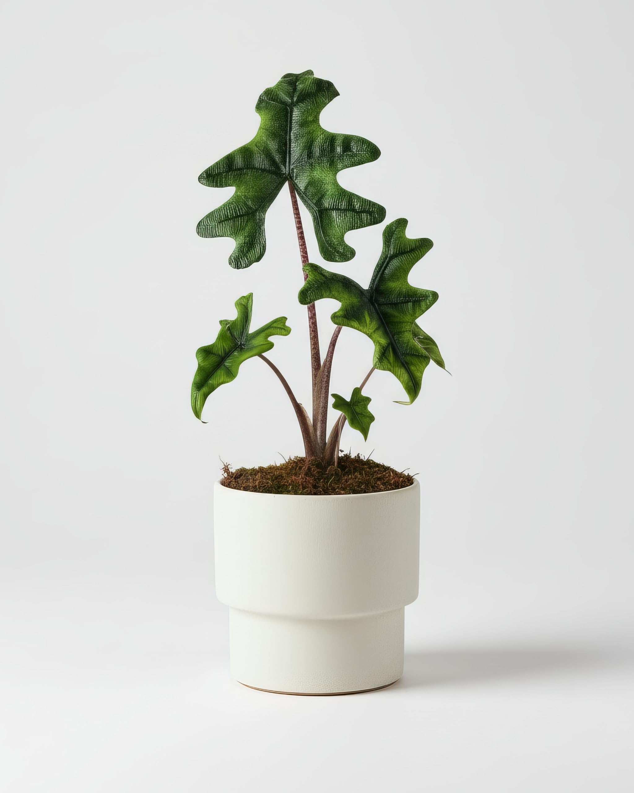 Alocasia Jacklyn - 12cm Topf x 30cm Höhe, tropische Zimmerpflanze, frische Topfpflanze, grüner Blickfang für Wohnzimmer, Bad, Büro, exotisches Blattmuster, natürliche Zimmerdeko