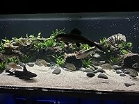 Review Image by SailFin7