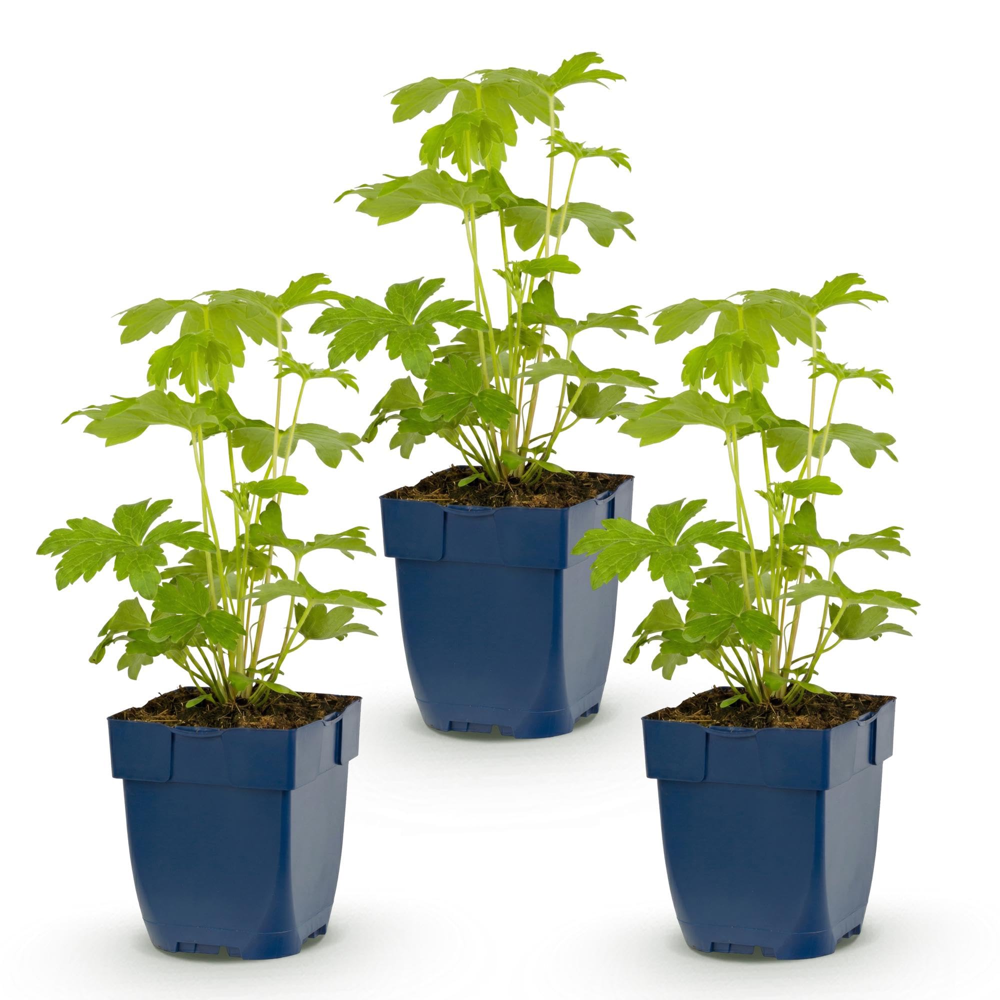 Delphinium Astolat Piante Perenni, per Giardino, Rosa, Set di 3