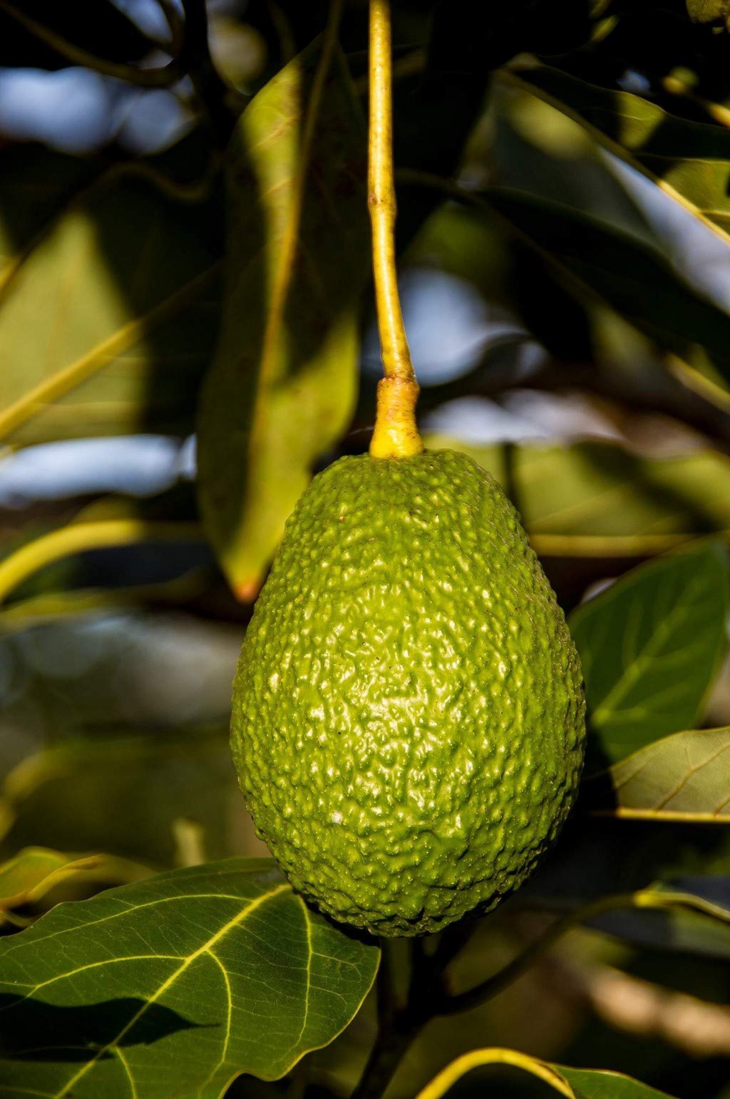 See full amazon price history chart for Creative Farmer Rare Dwarf Hass Avocado Plant Persea Americana 1 Healthy Live Plant Creative Farmer Rare Dwarf Hass Avocado Plant Persea Americana 1 Healthy Live Plant (B08P5SD51J) Amazon Price History, Amazon Price Tracker