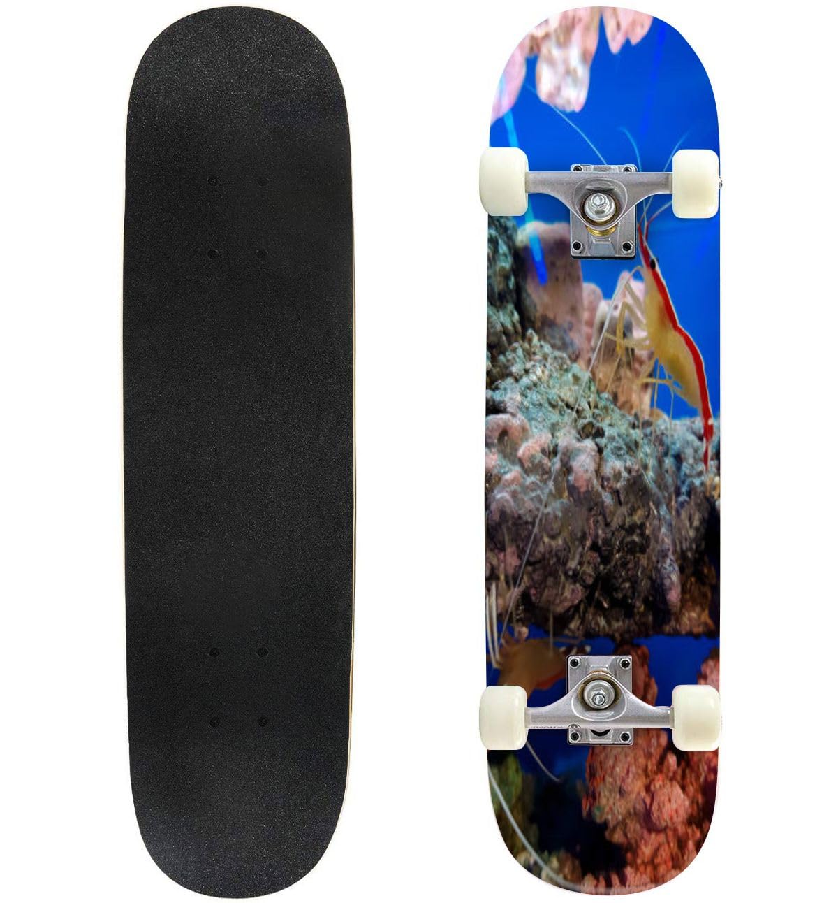 Mussidae Brain corall Aquarium Skateboards for Beginners 31"x8" Maple Double Kick Concave Boards Complete Skateboards Outdoor for Adults Youths Kids Teens Gifts