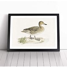 Pintail Duck by Von Wright Framed Wall Art Picture Print - Canvas Painting - Modern Home D cor Poster - Ready to Hang for Living Room Bedroom Kitchen - Black A3 36 x 48 cm