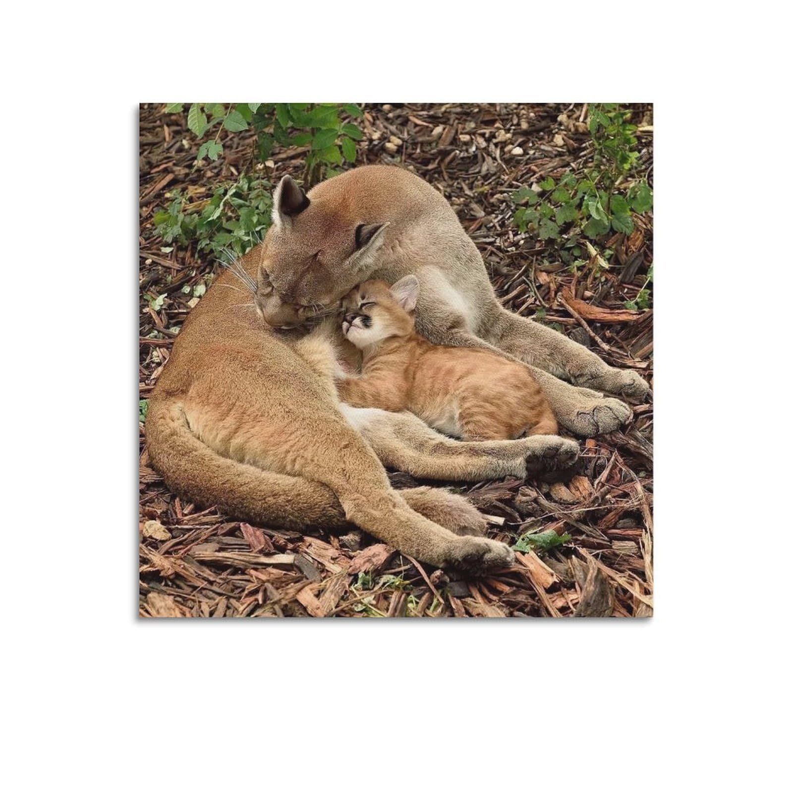 XKUGA Wild Felines Poster Cougar Big Cat Habitat Modern Decorative Canvas Prints - Ideal Wall Art for Family, Man Cave, Game Room, Boys & Girls Bedroom 24x24inch(60x60cm)