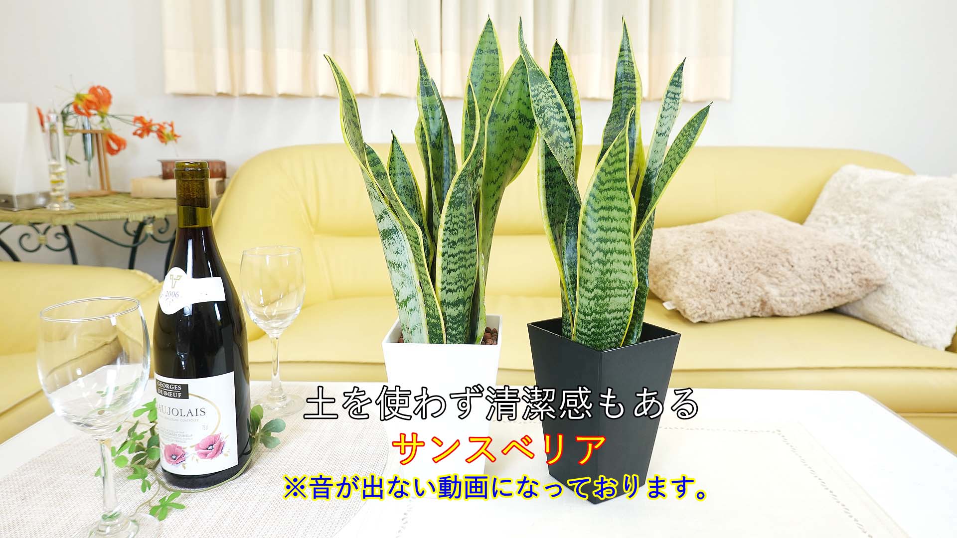 Amazon｜【ブルーミングスケープ】土を使わない観葉植物 空気を浄化