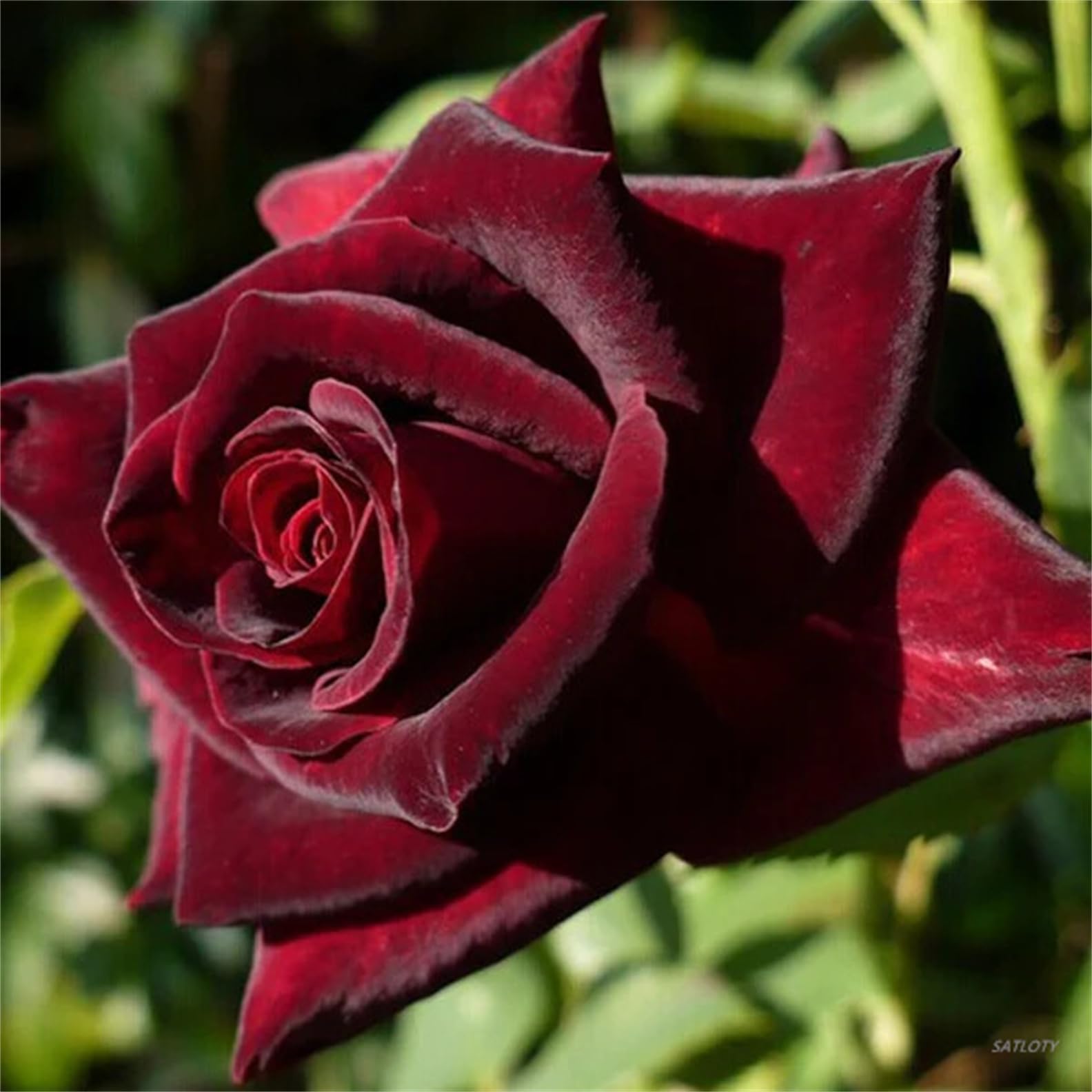 Garden Plants Flower Seeds 100+ Black Baccara Rose Seeds