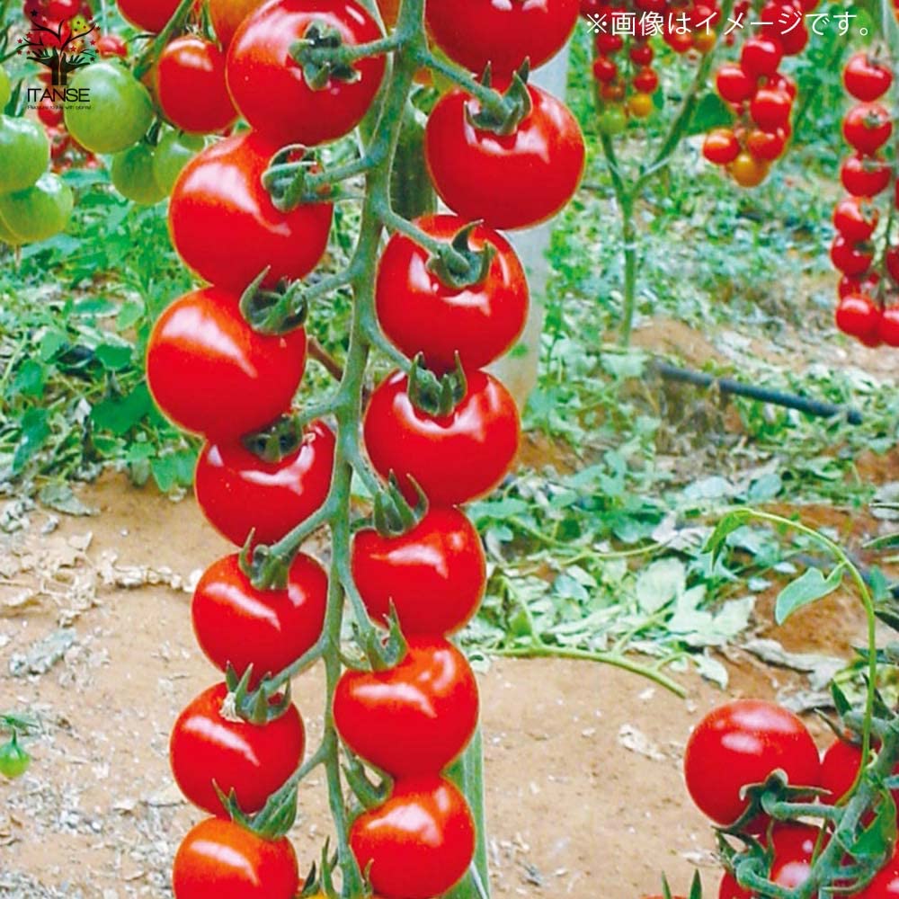 Amazon.co.jp: 新食感!薄皮ミニトマト苗 プチぷよⅡ 赤実【野菜苗 10.5  