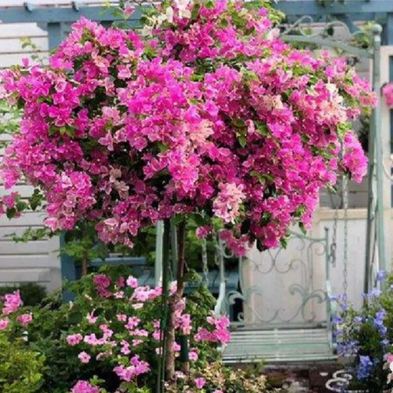 Bougainvillea Samen  600 Stck Drillingsblume Fr Sonnige Pltze, Balkon &  Garten Zierstrucher Sonnig