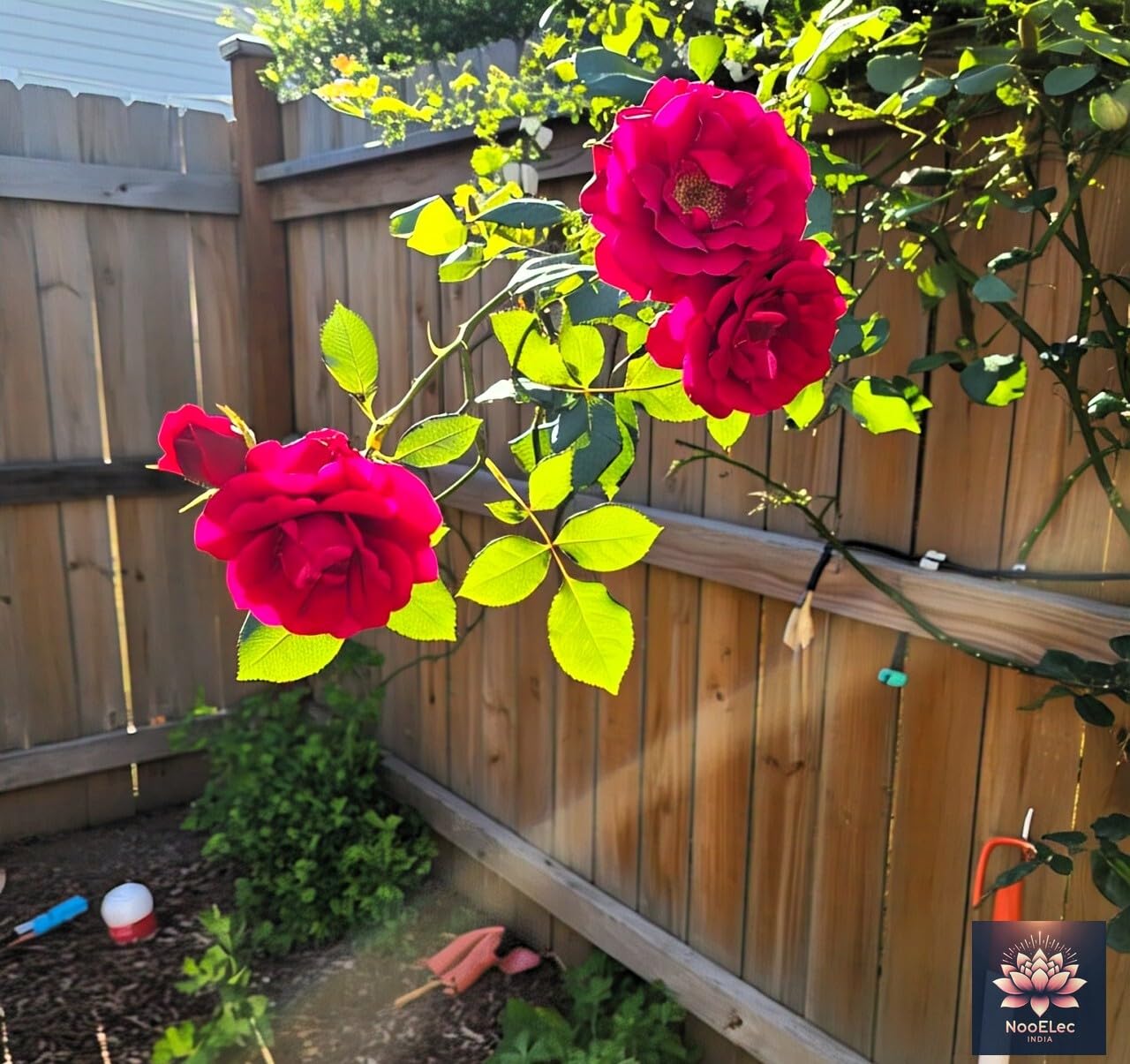 NooElec Seeds India Climbing Rose Flower Seeds, 60 Seeds Pack - Hybrid, Year-Round Blooms, Minimal Care (RED) - Image 5 thumbnail