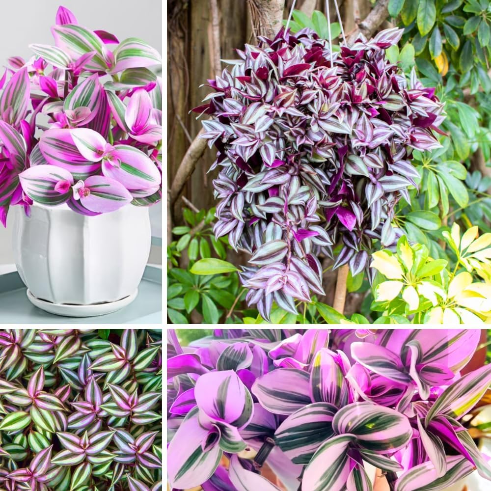 Mix Tradescantia Zebrina Live Plant, Rare Wandering Jew Houseplant with Variegated Foliage, Easy to Grow Indoor Vine, 4” Pot