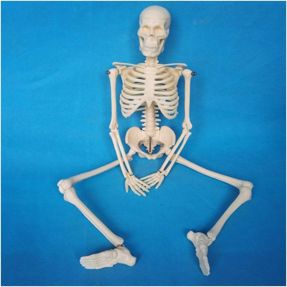 GTHTUHFD Educational Model Human Skeleton Assembly Model 45Cm Human Skeleton Skull Model Medical Teaching Model Pvc Material Human Body Bone Model,Medical Models