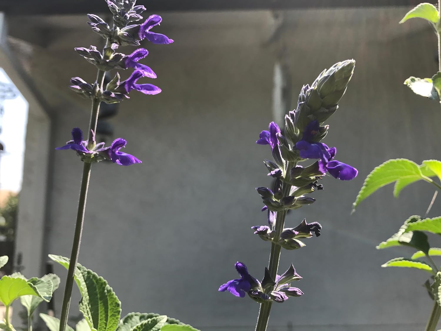 3 Starter Plants of Salvia Mystic Spires Blue