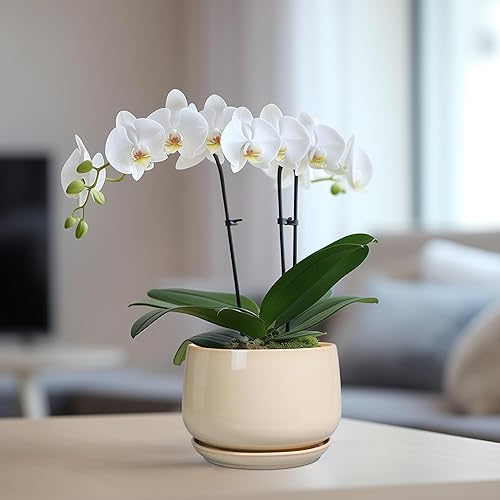 Miniatura 5 de G EPGardening Maceta de cerámica para plantas, maceta de 6 pulgadas con drenaje y platillo de cerámica, macetas para plantas de interior, maceta